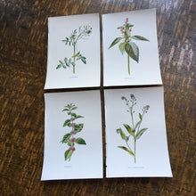 Load image into Gallery viewer, Botanical  book plates - set 1
