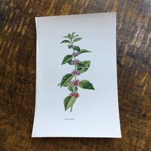 Load image into Gallery viewer, Botanical  book plates - set 1
