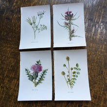 Load image into Gallery viewer, Botanical  book plates - set 2
