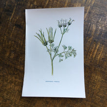 Load image into Gallery viewer, Botanical  book plates - set 2
