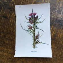 Load image into Gallery viewer, Botanical  book plates - set 2
