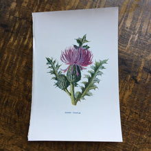 Load image into Gallery viewer, Botanical  book plates - set 2
