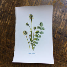 Load image into Gallery viewer, Botanical  book plates - set 2
