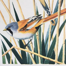 Load image into Gallery viewer, Charles Tunnicliffe ~ Bearded Reedling vintage print  - 1949
