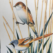 Load image into Gallery viewer, Charles Tunnicliffe ~ Bearded Reedling vintage print  - 1949
