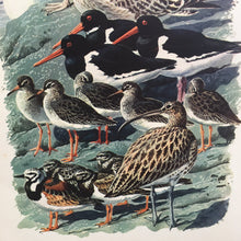 Load image into Gallery viewer, Charles Tunnicliffe ~ vintage sea birds print  - 1949
