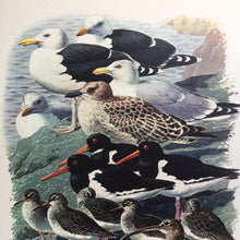 Load image into Gallery viewer, Charles Tunnicliffe ~ vintage sea birds print  - 1949
