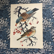 Load image into Gallery viewer, Charles Tunnicliffe ~ Fieldfare &amp; Redwing vintage print  - 1949
