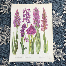 Load image into Gallery viewer, Bookplate ~ Orchid
