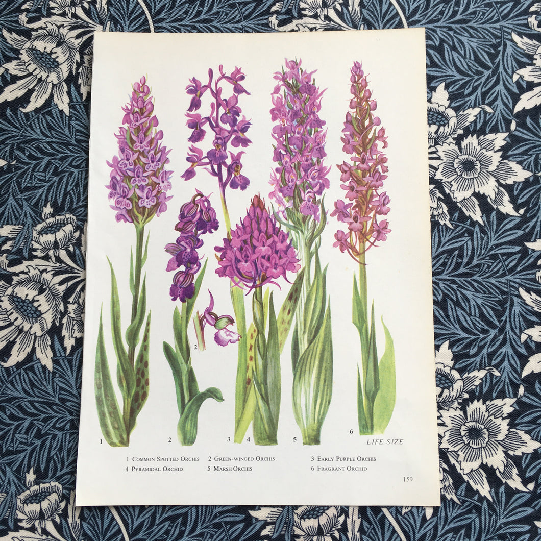 Bookplate ~ Orchid