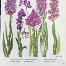 Load image into Gallery viewer, Bookplate ~ Orchid
