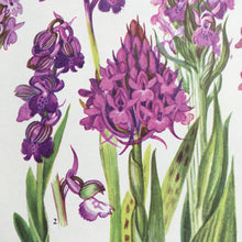 Load image into Gallery viewer, Bookplate ~ Orchid
