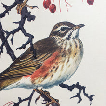 Load image into Gallery viewer, Charles Tunnicliffe ~ Fieldfare &amp; Redwing vintage print  - 1949
