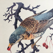 Load image into Gallery viewer, Charles Tunnicliffe ~ Fieldfare &amp; Redwing vintage print  - 1949
