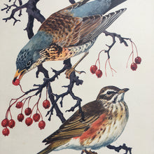 Load image into Gallery viewer, Charles Tunnicliffe ~ Fieldfare &amp; Redwing vintage print  - 1949
