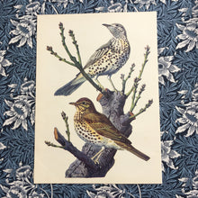 Load image into Gallery viewer, Charles Tunnicliffe ~ Mistle Thrush &amp; Song Thrush vintage print  - 1949
