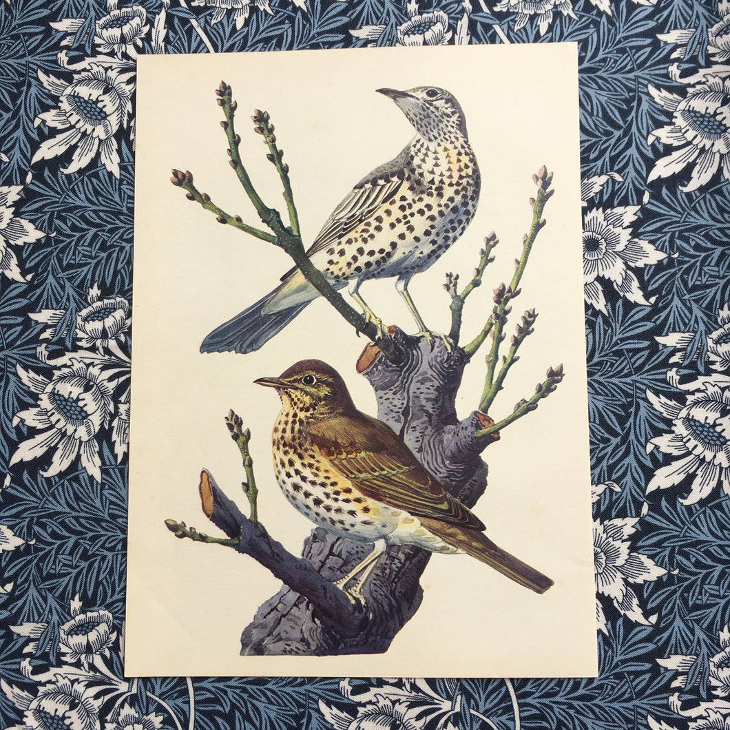 Charles Tunnicliffe ~ Mistle Thrush & Song Thrush vintage print  - 1949