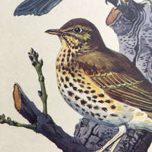 Load image into Gallery viewer, Charles Tunnicliffe ~ Mistle Thrush &amp; Song Thrush vintage print  - 1949
