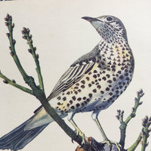 Load image into Gallery viewer, Charles Tunnicliffe ~ Mistle Thrush &amp; Song Thrush vintage print  - 1949
