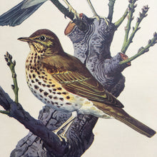 Load image into Gallery viewer, Charles Tunnicliffe ~ Mistle Thrush &amp; Song Thrush vintage print  - 1949
