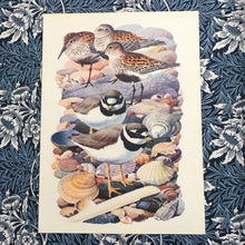 Load image into Gallery viewer, Charles Tunnicliffe ~ Sanderlings  &amp; Ringed Plovers vintage print  - 1949
