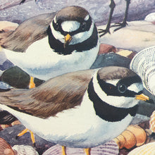 Load image into Gallery viewer, Charles Tunnicliffe ~ Sanderlings  &amp; Ringed Plovers vintage print  - 1949
