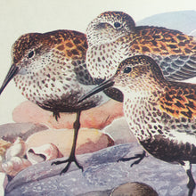 Load image into Gallery viewer, Charles Tunnicliffe ~ Sanderlings  &amp; Ringed Plovers vintage print  - 1949
