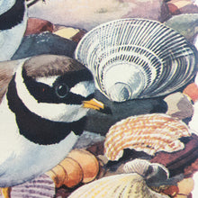 Load image into Gallery viewer, Charles Tunnicliffe ~ Sanderlings  &amp; Ringed Plovers vintage print  - 1949
