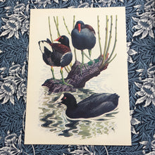 Load image into Gallery viewer, Charles Tunnicliffe ~ Moorhens &amp; Coot vintage print  - 1949
