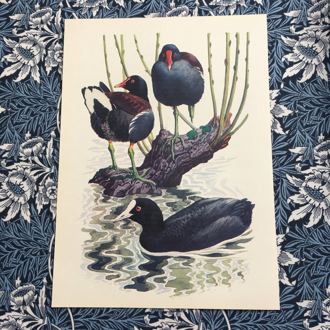 Charles Tunnicliffe ~ Moorhens & Coot vintage print  - 1949