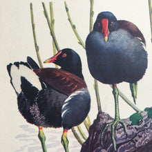 Load image into Gallery viewer, Charles Tunnicliffe ~ Moorhens &amp; Coot vintage print  - 1949
