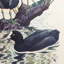 Load image into Gallery viewer, Charles Tunnicliffe ~ Moorhens &amp; Coot vintage print  - 1949
