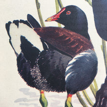 Load image into Gallery viewer, Charles Tunnicliffe ~ Moorhens &amp; Coot vintage print  - 1949
