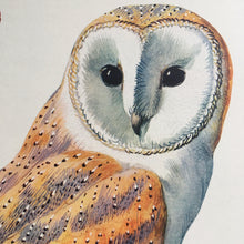 Load image into Gallery viewer, Charles Tunnicliffe ~ Barn Owl vintage print  - 1949
