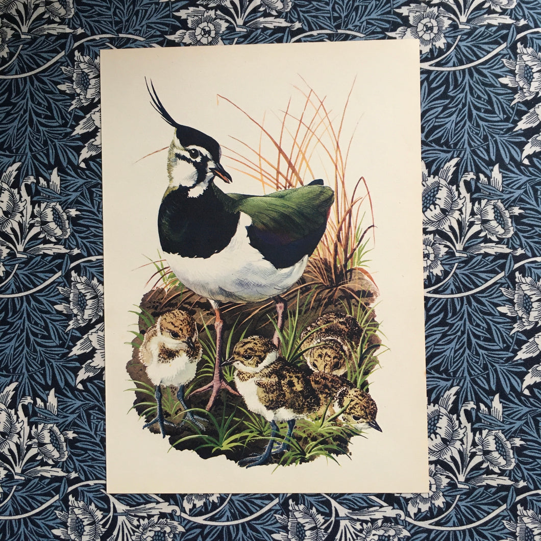 Charles Tunnicliffe ~ Lapwing vintage print  - 1949