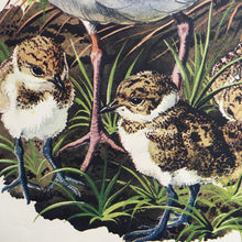 Load image into Gallery viewer, Charles Tunnicliffe ~ Lapwing vintage print  - 1949
