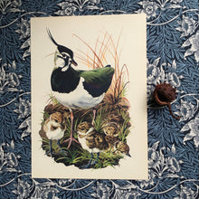 Load image into Gallery viewer, Charles Tunnicliffe ~ Lapwing vintage print  - 1949
