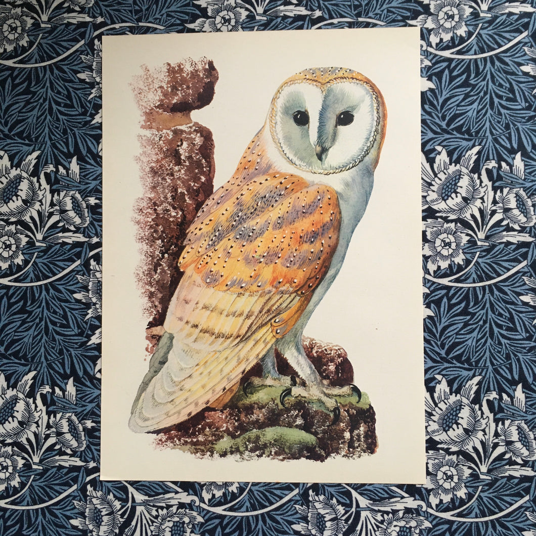 Charles Tunnicliffe ~ Barn Owl vintage print  - 1949