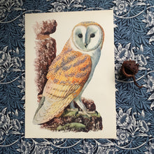 Load image into Gallery viewer, Charles Tunnicliffe ~ Barn Owl vintage print  - 1949
