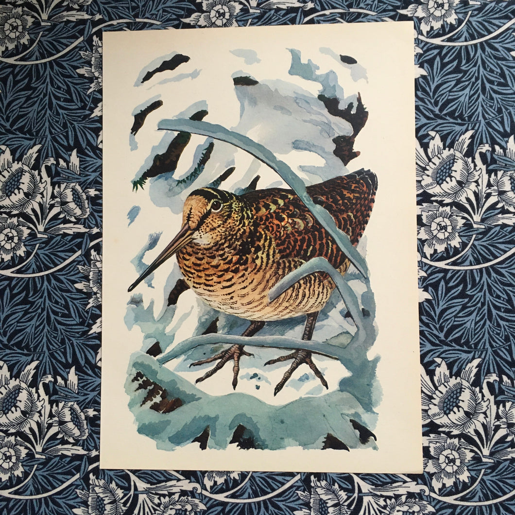 Charles Tunnicliffe ~ Woodcock vintage print  - 1949