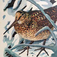 Load image into Gallery viewer, Charles Tunnicliffe ~ Woodcock vintage print  - 1949
