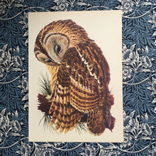 Load image into Gallery viewer, Charles Tunnicliffe ~ Tawny Owl vintage print  - 1949
