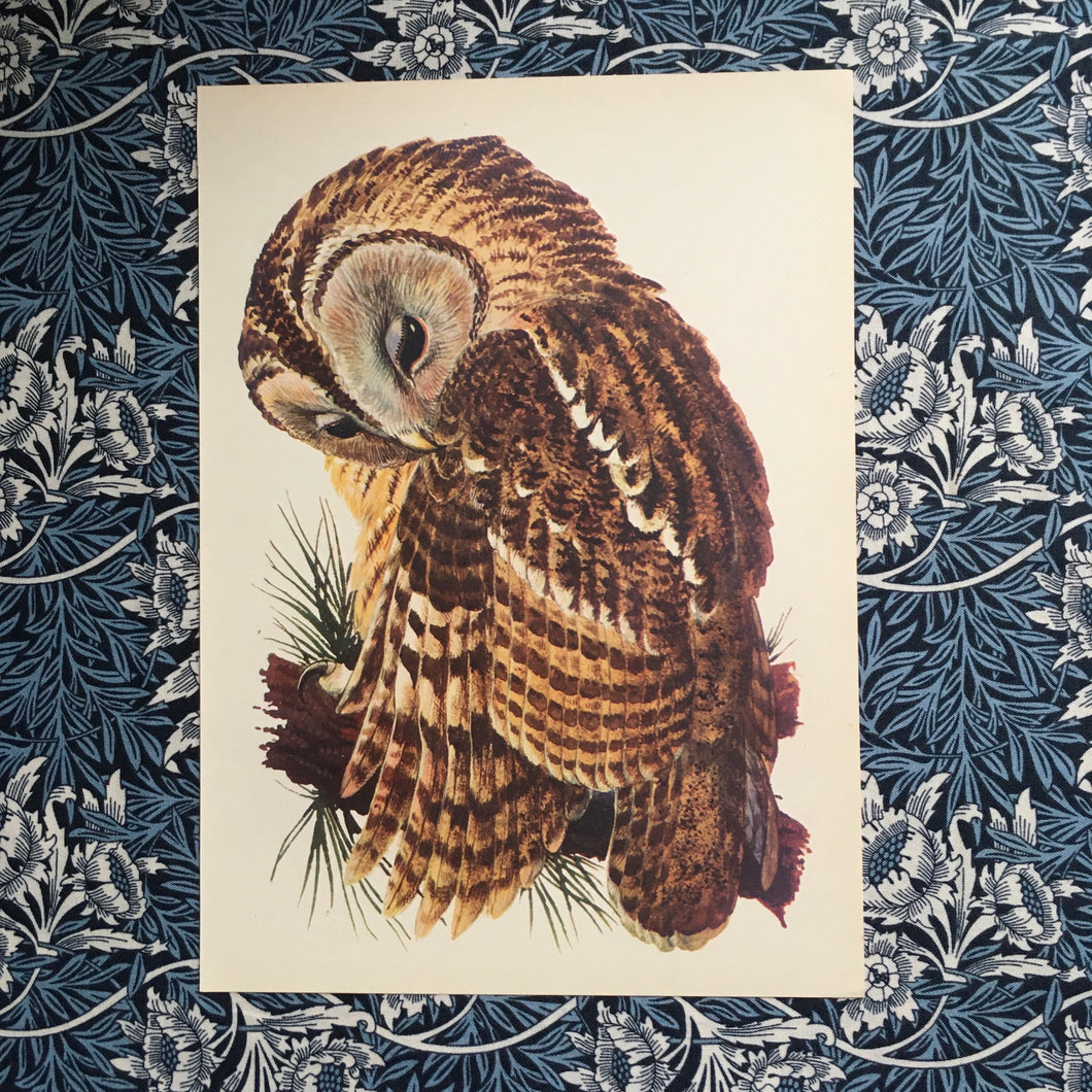 Charles Tunnicliffe ~ Tawny Owl vintage print  - 1949