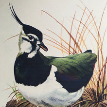 Load image into Gallery viewer, Charles Tunnicliffe ~ Lapwing vintage print  - 1949
