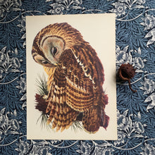 Load image into Gallery viewer, Charles Tunnicliffe ~ Tawny Owl vintage print  - 1949
