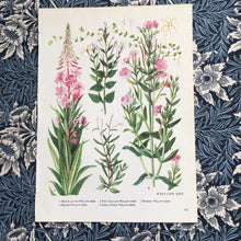 Load image into Gallery viewer, Bookplate ~ Willow Herb
