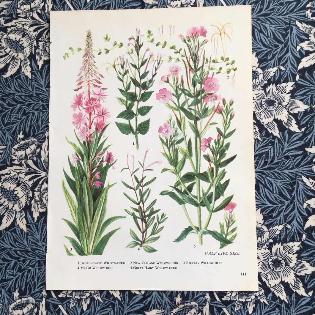 Bookplate ~ Willow Herb