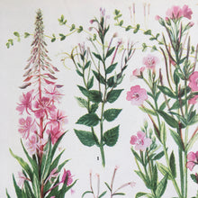 Load image into Gallery viewer, Bookplate ~ Willow Herb
