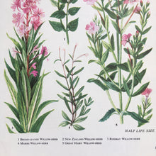 Load image into Gallery viewer, Bookplate ~ Willow Herb
