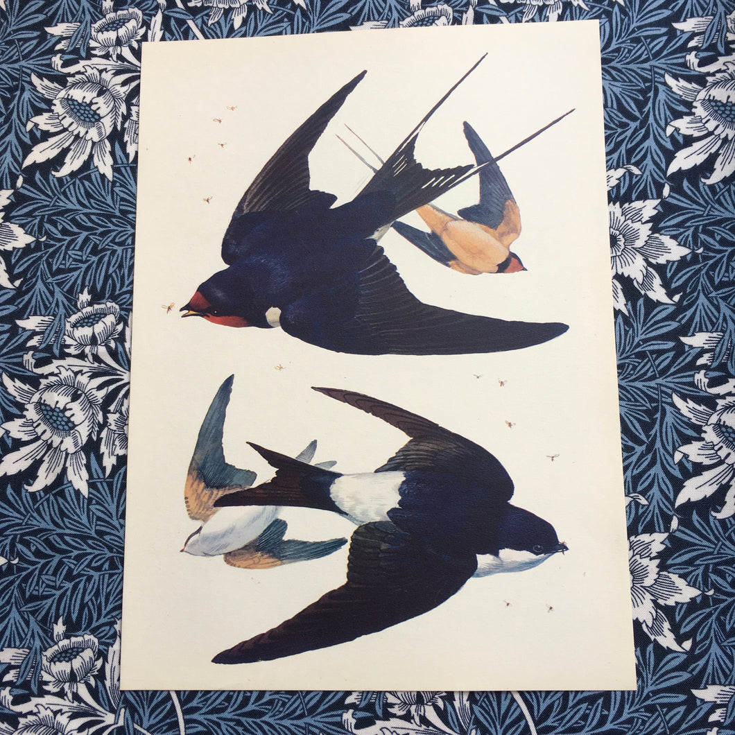 Charles Tunnicliffe ~ Swallow & Housemartins on the wing vintage print  - 1949